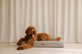 Load image into Gallery viewer, Cloud Bed Grey